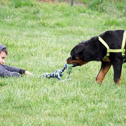 Rottweiler Puppies from Mountain High Kennels