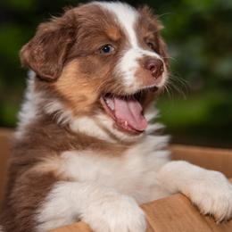 Purple Girl (waiting for you to name her) - Red tri-color female Australian Shepherd puppy in Canby, Oregon from Minuet Australian Shepherds