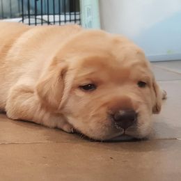 Labrador Retriever Puppies from Almost Like Home Services and Breeding