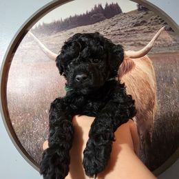 Pecan (Green Band) - Black male Poodle puppy in Plainfield, New Jersey from Caris Paws Poodles and Labradoodles