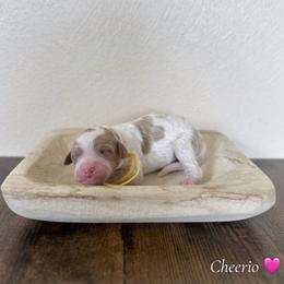 Cheerio - Parti female Goldendoodle puppy in Crothersville, Indiana from Wischmeier’s Doodles
