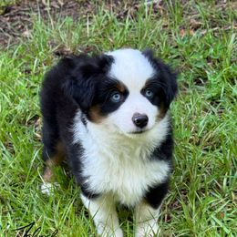 Onyx - Black tri male Toy Australian Shepherd puppy in Lumberton, Mississippi from Talowah Aussies