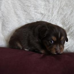 Miniature Australian Shepherd Puppies from Moss Hill Aussies