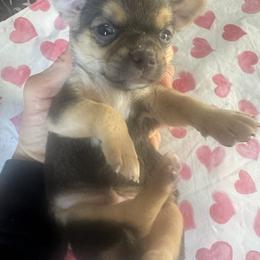 Lucky - Chocolate and tan male Chihuahua puppy in Polo, Missouri from Blue Tails Farm