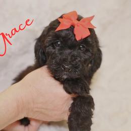 Grace - Parti female Goldendoodle puppy in Enfield, Connecticut from Sweet Connecticut Doodles