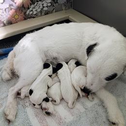 Female 1 - Black and white female Jack Russell Terrier puppy in Crestline, California from Julsby Jack Russell Terriers