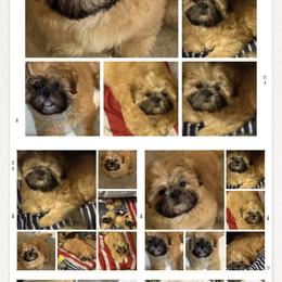 Shih Tzu Puppies from Shih-tzu Dynasty