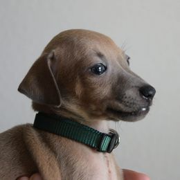 Karen - Blue fawn female Italian Greyhound puppy in Lancaster, Texas from Lopez G Kennel