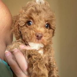 Charm - Red  male Goldendoodle puppy in Decatur, Texas from Scherrer Sweet Goldendoodles