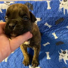 Boy 1 - male Boxer puppy in Custer, South Dakota from Tracy's Boxers