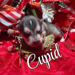 Cupid - Gray and white male Alaskan Malamute puppy in Giddings, Texas from Strong Water Malamutes