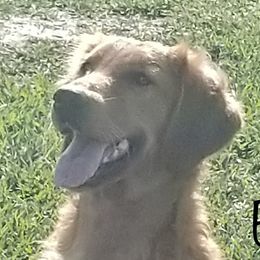 Envy - Golden Retriever