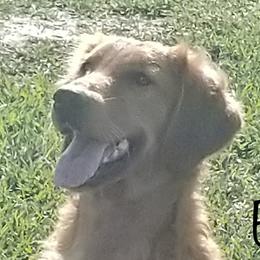 Envy - Golden Retriever