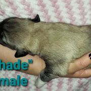 Anatolian Pyrenees Puppies from Alisha's Anatolian Pyrenees