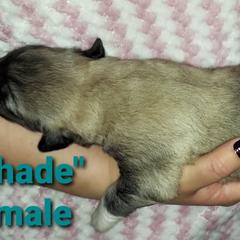 Anatolian Pyrenees Puppies from Alisha's Anatolian Pyrenees