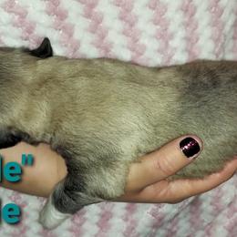 Anatolian Pyrenees Puppies from Alisha's Anatolian Pyrenees