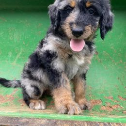 Bernedoodle Puppies from Bayou Blu's Bernedoodles