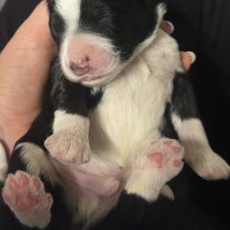 Alamo - Tri-color male Bernedoodle puppy in Fishers, Indiana from Hannah's Bernedoodles
