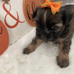 Shih Tzu Puppies from Riley Family Kennel