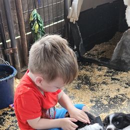 Border Collie Puppies from Royal Kennels Border Collies