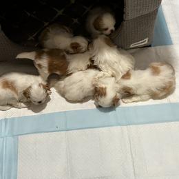 Japanese Chin Puppies from CindyLynnsChins