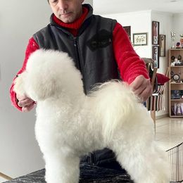 Bichon Frises from Charleston's Bichons