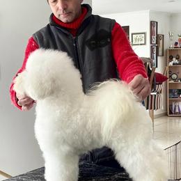 Bichon Frises from Charleston's Bichons