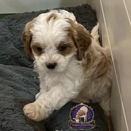 Cherry - Apricot female Cavapoo puppy in Ridgeville, South Carolina from Cavapoo Love Bugs