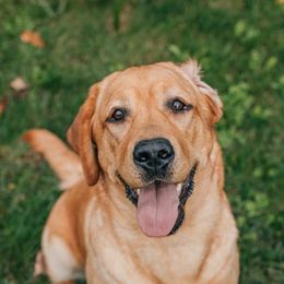 Labrador Retrievers from Owl Hill Labradors