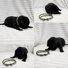 Dark Green Collar - Male - Black male Labrador Retriever puppy in Boyd, Minnesota from Lindley Labradors