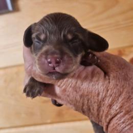 Olive chocolate and cream male - Chocolate and cream male Dachshund puppy in Trade, Tennessee from TN Miniature Dachshunds & Basset Hounds