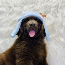 Newfoundland Puppies from Dyer Lake Newfoundland’s
