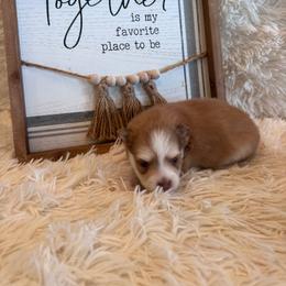 Genesis - Red and white male Pomsky puppy in Bucyrus, Missouri from Hill Top Pomskies