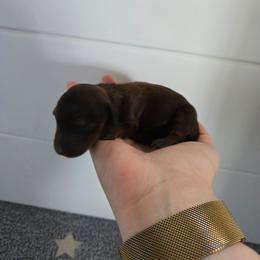 Venus - Red female Dachshund puppy in Flora, Indiana from Delightful Doxies