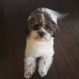 Havanese from Jay's Havi-nese