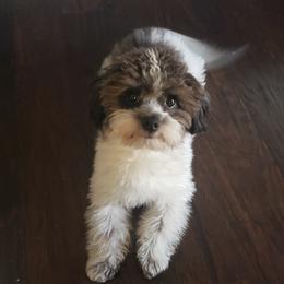 Havanese from Jay's Havi-nese