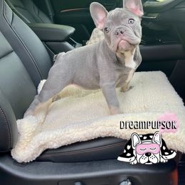 French Bulldog Puppies from Dreampups