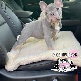 French Bulldog Puppies from Dreampups
