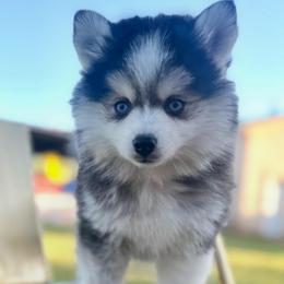 Pearl - Black and white female Pomsky puppy in Mesa, Arizona from Platinum Pomskies