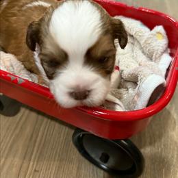 Vin - Brown and white male Shichon puppy in Bradford, Ohio from Ted E. Bear Patch