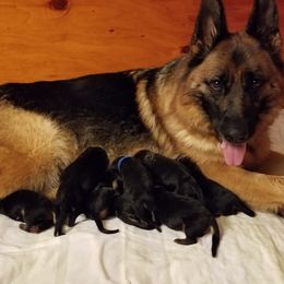 Athena - German Shepherd