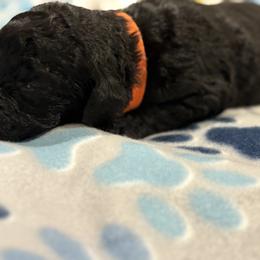 Goldendoodle and Poodle Puppies from Southern Stroll Poodles & Doodles