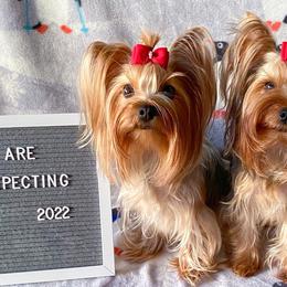 Yorkshire Terriers from Wildblumen Yorkies