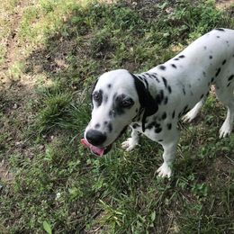 Green Boy - White and black Dalmatian puppy in Leavenworth, Kansas from Tally Ho Dalmatians