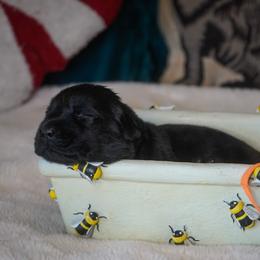 Coriander - Black male Labrador Retriever puppy in Ridgecrest, California from Black Mountain Service Dogs