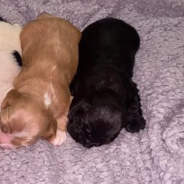 Cocker Spaniel Puppies from Mable meadows Cockers
