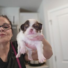 Moo Moo girl 1 - Chocolate and white female Chihuahua puppy in Lugoff, South Carolina from Cutie Pie Chihuahua's