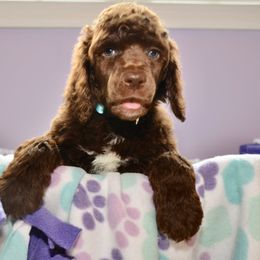 Bernedoodle and Goldendoodle Puppies from Above and Beyond Standards