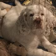 Clumber Spaniel Puppies from Lake Desire Clumber Spaniels