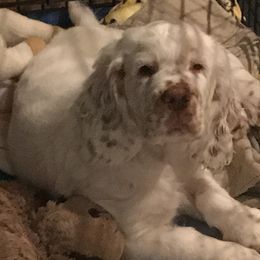 Clumber Spaniel Puppies from Lake Desire Clumber Spaniels